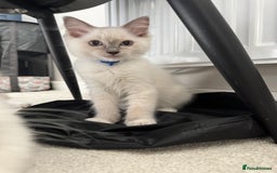 Ragdoll cats for sale: GCCF Lilac Ragdoll Kitten 1 remaining - Reduced in Bishop Auckland - Image 1