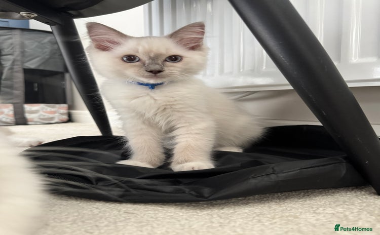 Ragdoll cats in Bishop Auckland - Advert 3