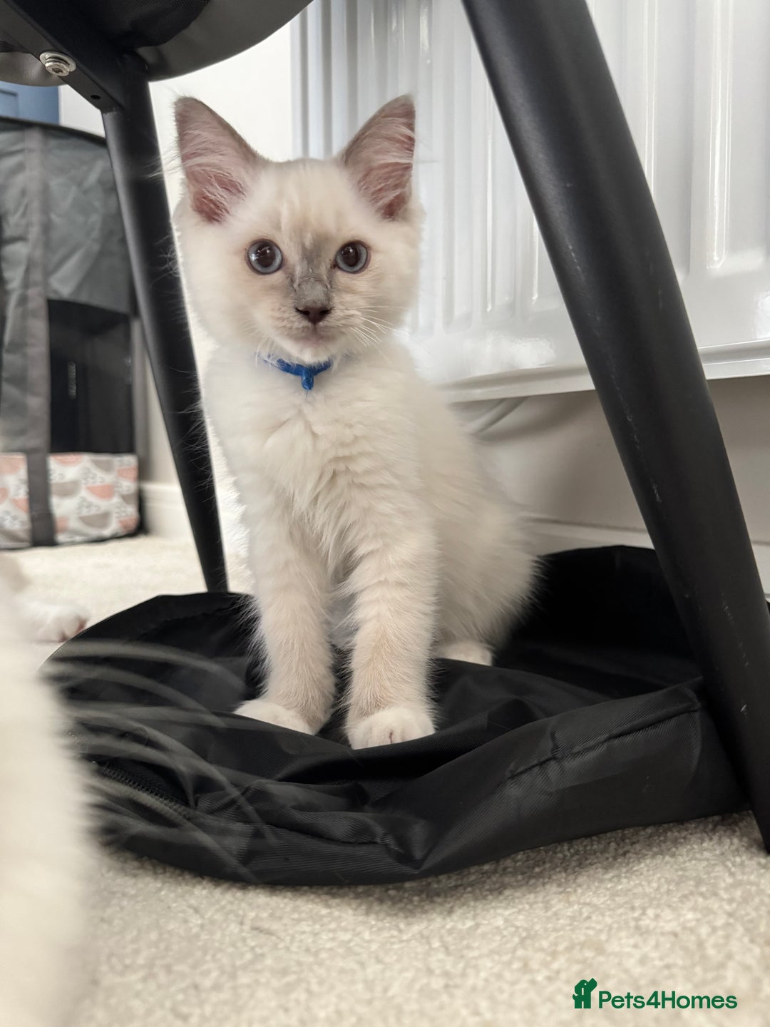 Ragdoll cats for sale: GCCF Lilac Ragdoll Kitten 1 remaining - Reduced in Bishop Auckland - Image 1