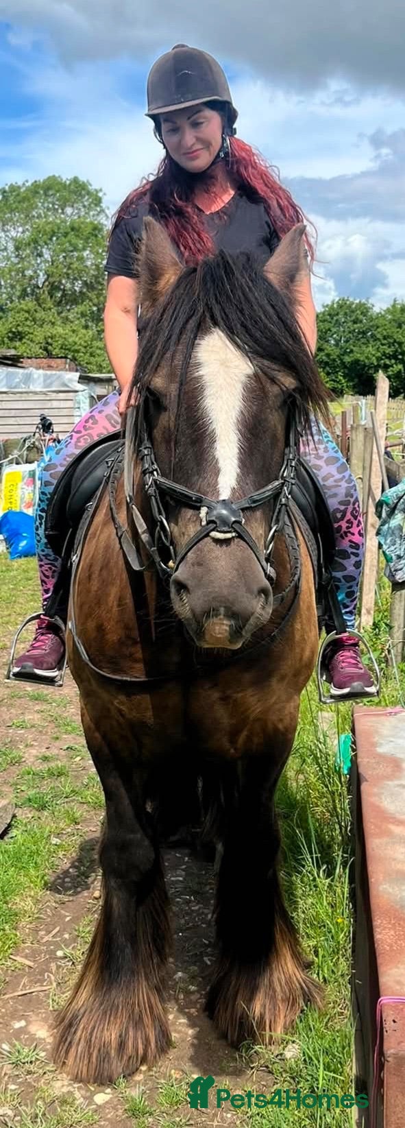 Irish Cob horses Traditional cob gelding  - Advert 9
