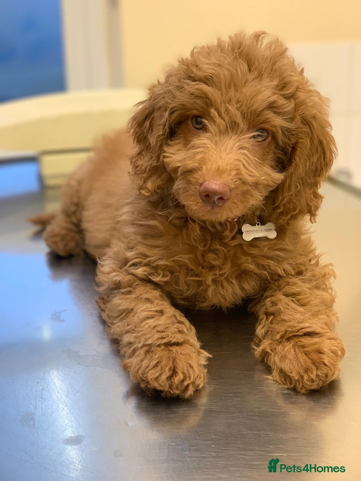 Australian Labradoodle dogs 5* fully health checked Australian labradoodles - Advert 3