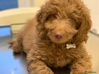 Australian Labradoodle dogs 5* fully health checked Australian labradoodles - Advert 3