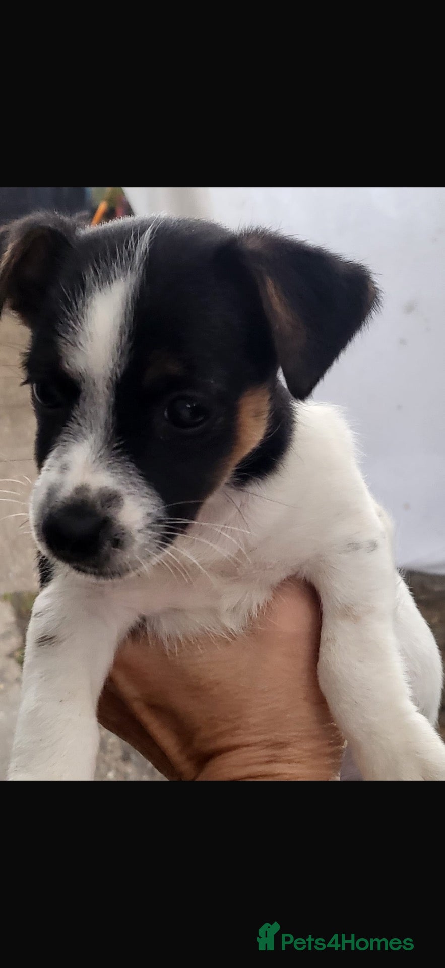 Jack Russell dogs one girl jack russell left  - Advert 1