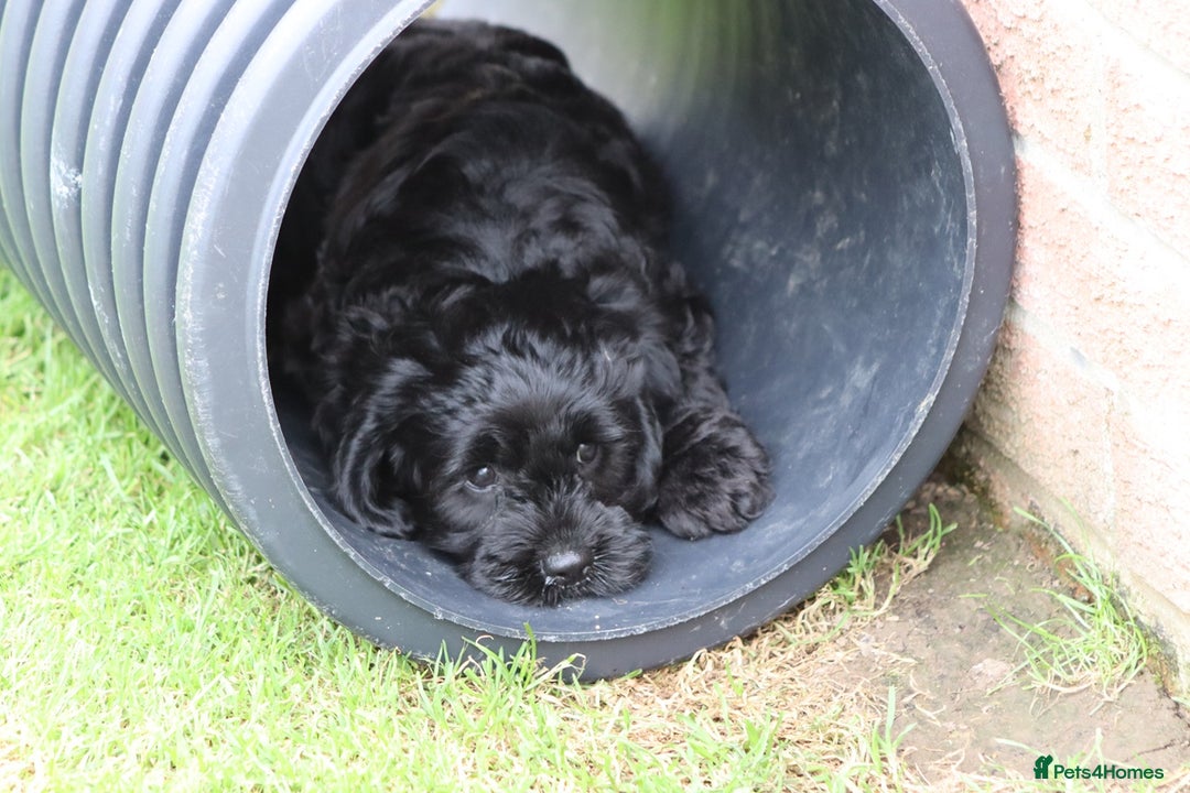 Cavapoo dogs for sale: Beautiful Cavapoo puppies for sale - Image 11