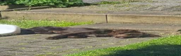 Cocker Spaniel dogs for stud: Male Cocker Spaniel for Stud  in Hartlepool - Advert 6