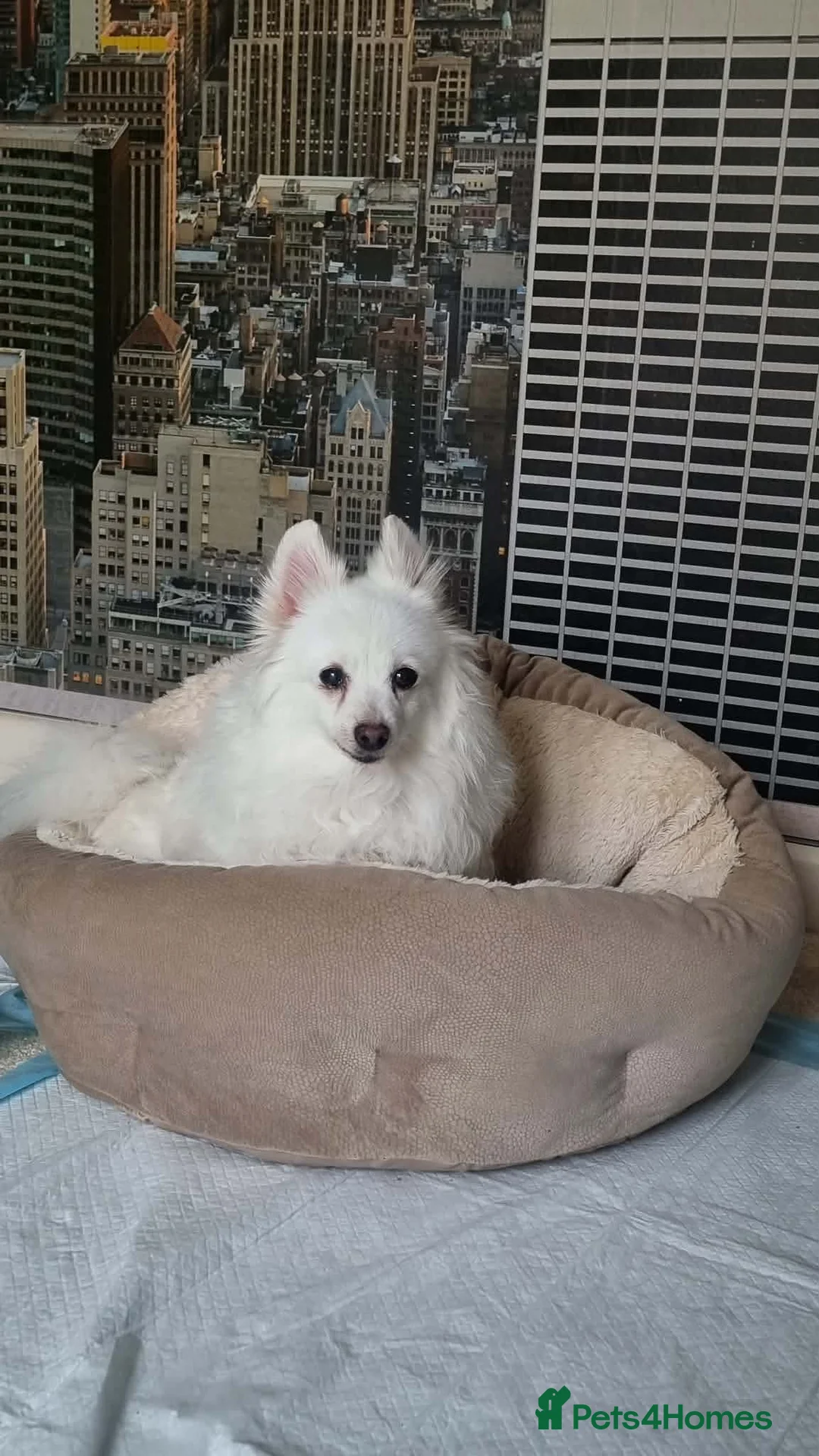 Japanese Spitz dogs for adoption: Bella 5 year old spitz Korean meat trade survivor  - Advert 1