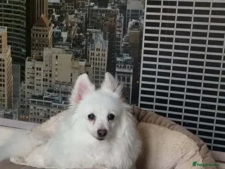 Japanese Spitz dogs Bella 5 year old spitz Korean meat trade survivor - Advert 1