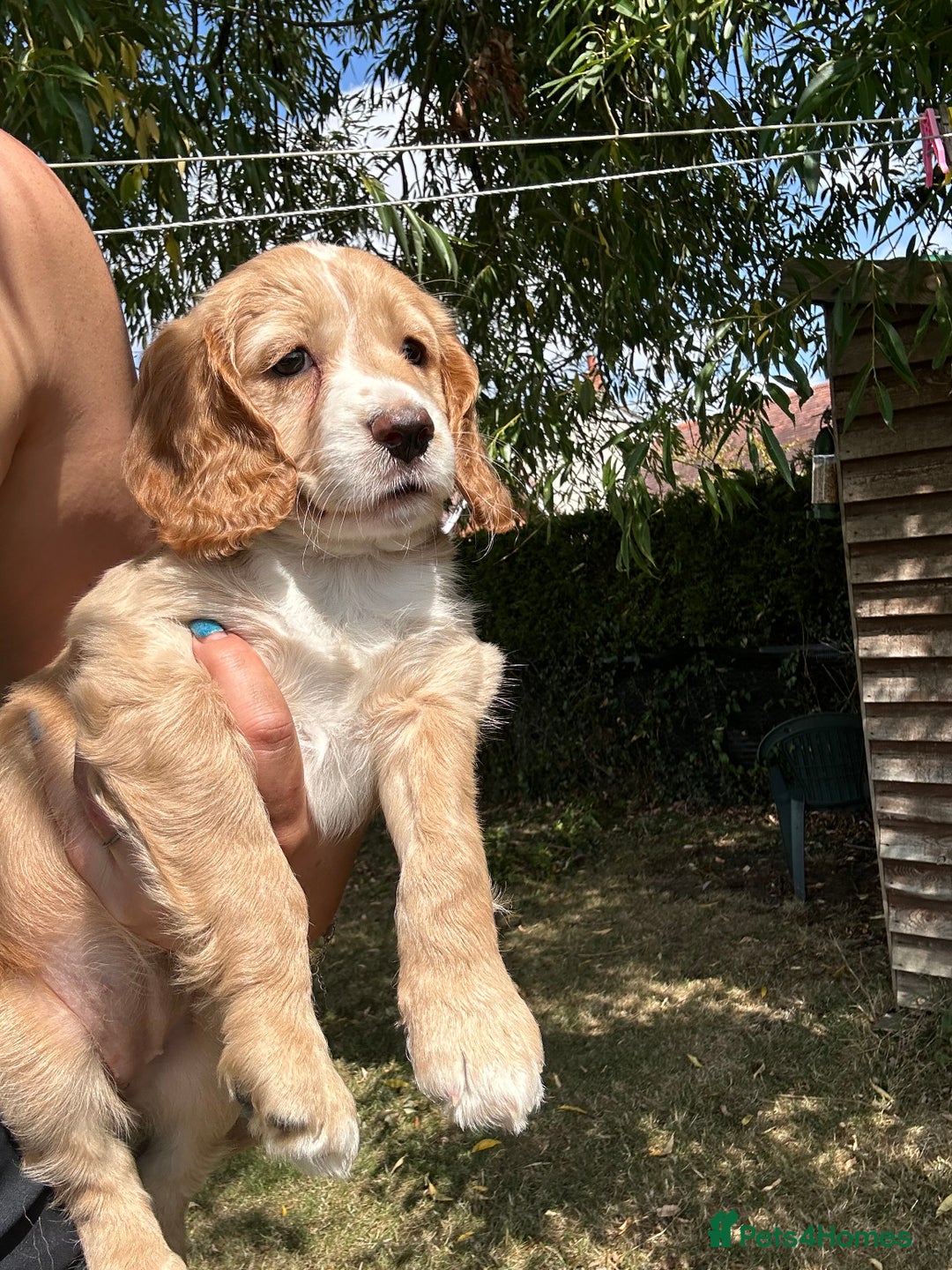 Cocker Spaniel dogs for sale: 3 golden cocker spaniels looking for loving homes - Image 8