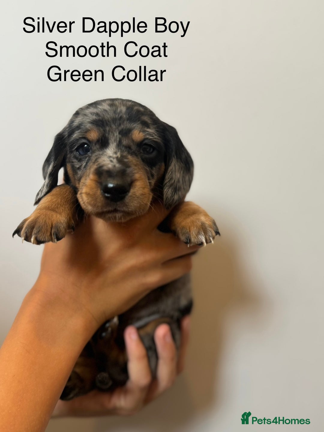 Miniature Dachshund dogs for sale: Beautiful Miniature Dachshund Puppies  - Image 2