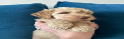 Australian Labradoodle dogs for sale: Australian labradoodle  - Advert 7