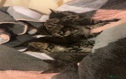 Mixed Breed cats for sale: Four kittens for sale  - Advert 3