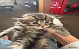 Scottish Fold cats for sale: 5 British Longhair and Scottish Straight kittens  - Image 9