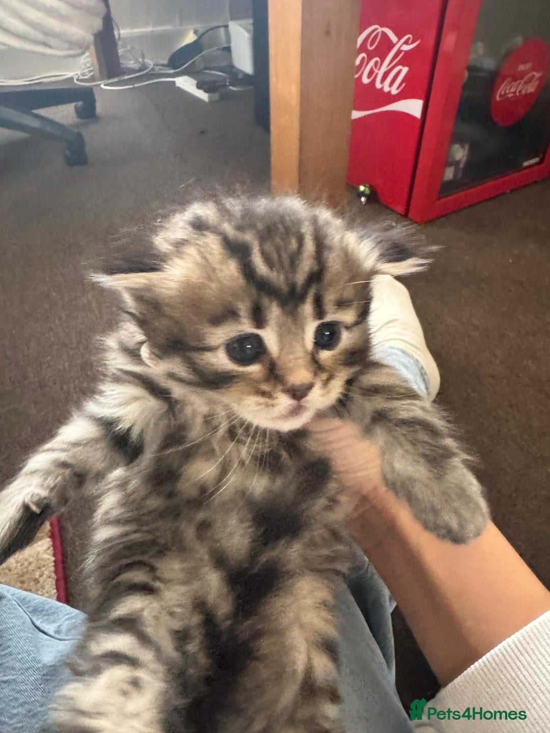 Scottish Fold cats for sale: 5 British Longhair and Scottish Straight kittens  - Image 9