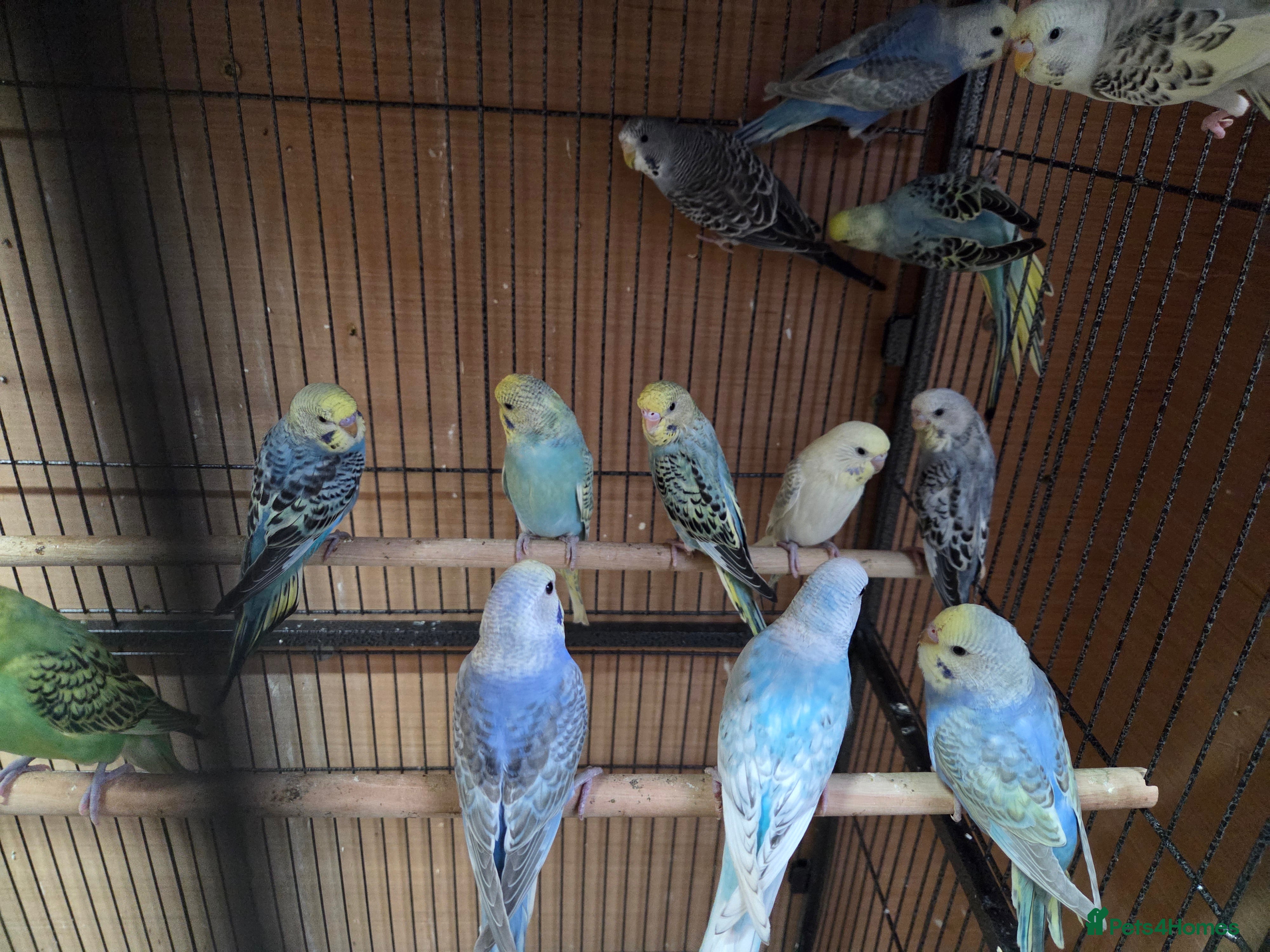Budgerigars birds  budgies for sale - Advert 8