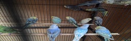Budgerigars birds for sale:  budgies for sale - Advert 1
