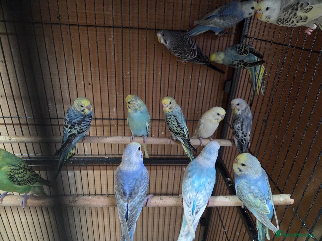 Budgerigars birds for sale:  budgies for sale - Advert 1