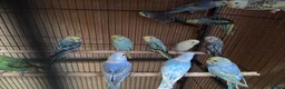 Budgerigars birds for sale:  budgies for sale - Advert 13