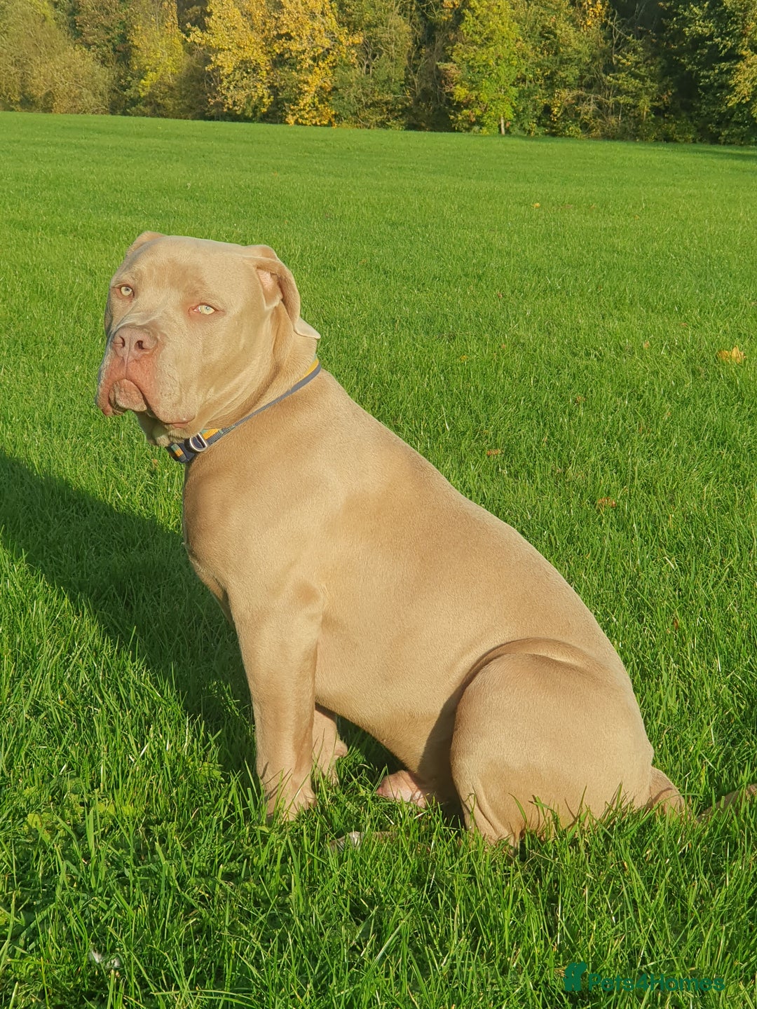 Mixed Breed dogs for sale: Cane Corso Puppy for Sale  - Advert 2