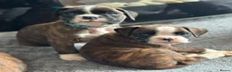 Boxer dogs for sale: Beautiful Kc boxer puppies  - Advert 13