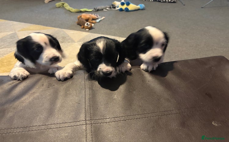 Cocker Spaniel dogs - Advert 1
