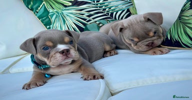 English Bulldog dogs - Advert 1