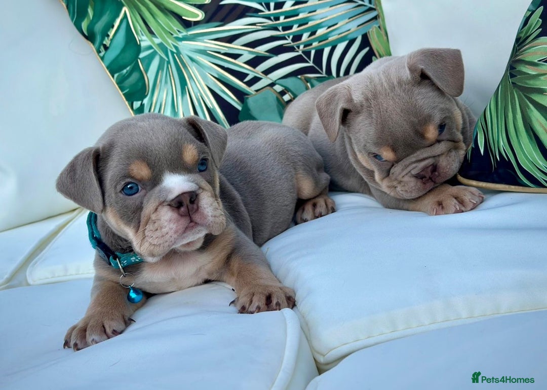 English Bulldog dogs for sale: Champion Bloodlines KC British Bulldogs - Image 2