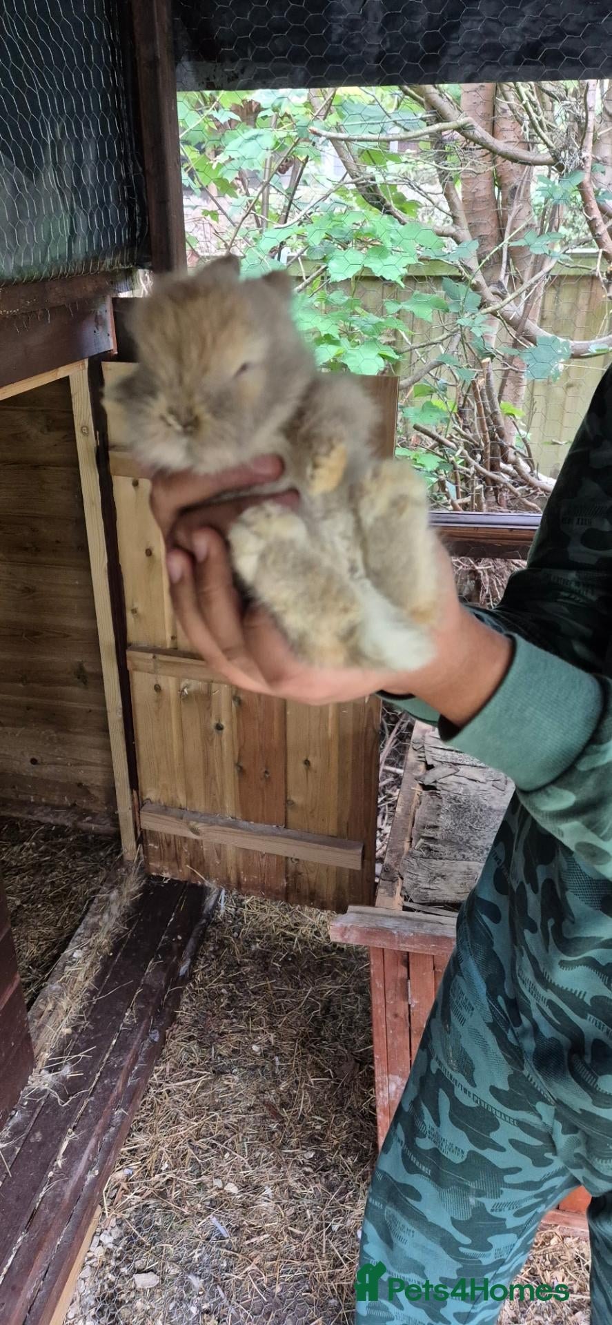 Mixed Breed rabbits Mixed breed lionheads babies  - Advert 2