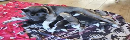 Akita dogs for sale: Akita pups in Middlesbrough - Advert 1