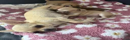 Chihuahua dogs for sale: Beautiful Chihuahua Puppies Loving Family Raised - Advert 1