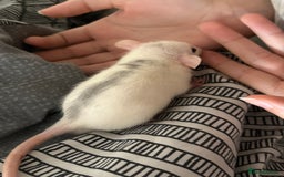 Rat rodents for sale: Babies rats (waiting list) in Honiton - Image 4