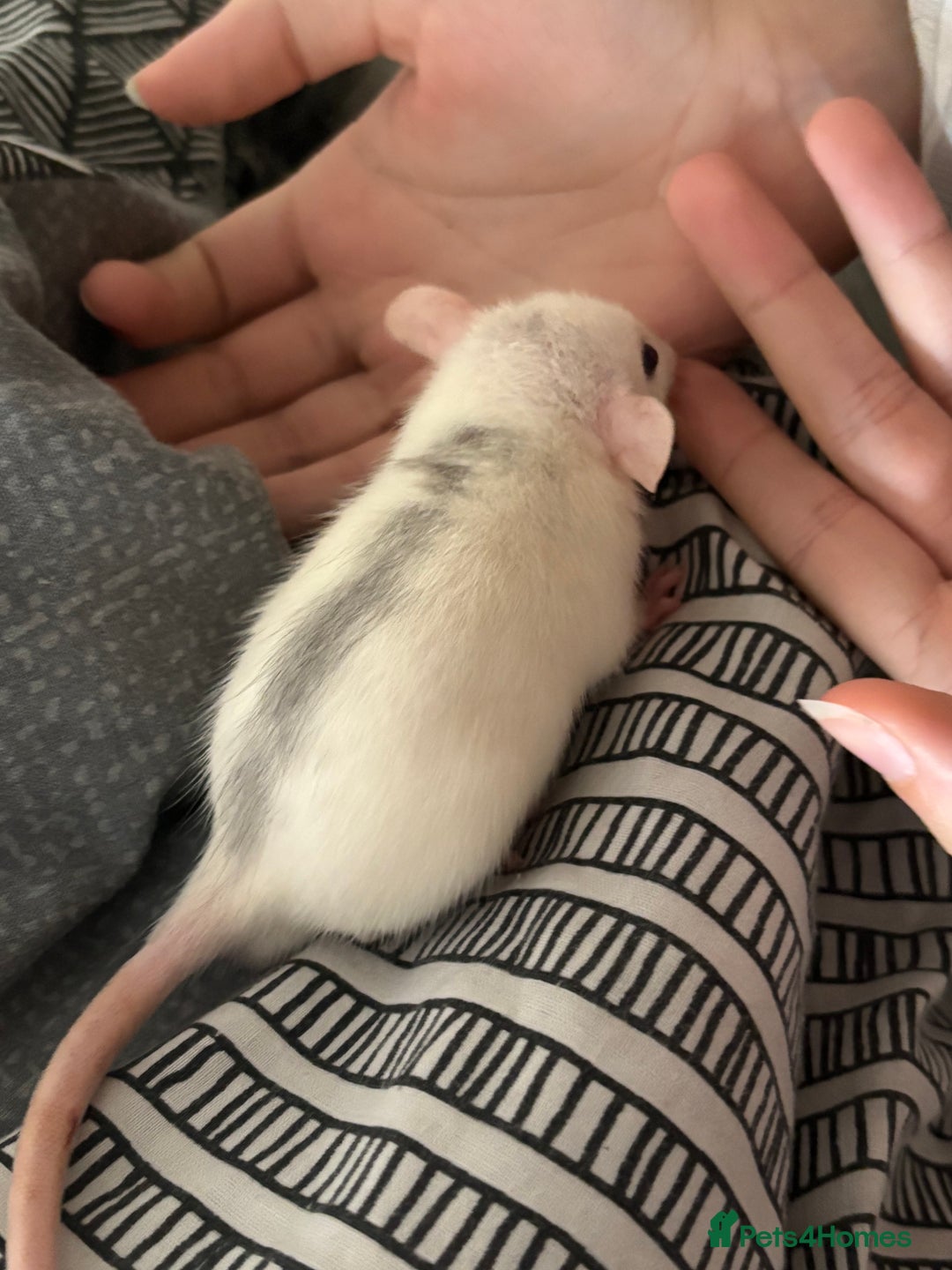 Rat rodents for sale: Babies rats (waiting list) in Honiton - Image 4