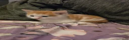 Mixed Breed cats for sale: look at all those tiny fluffballs!  - Advert 22