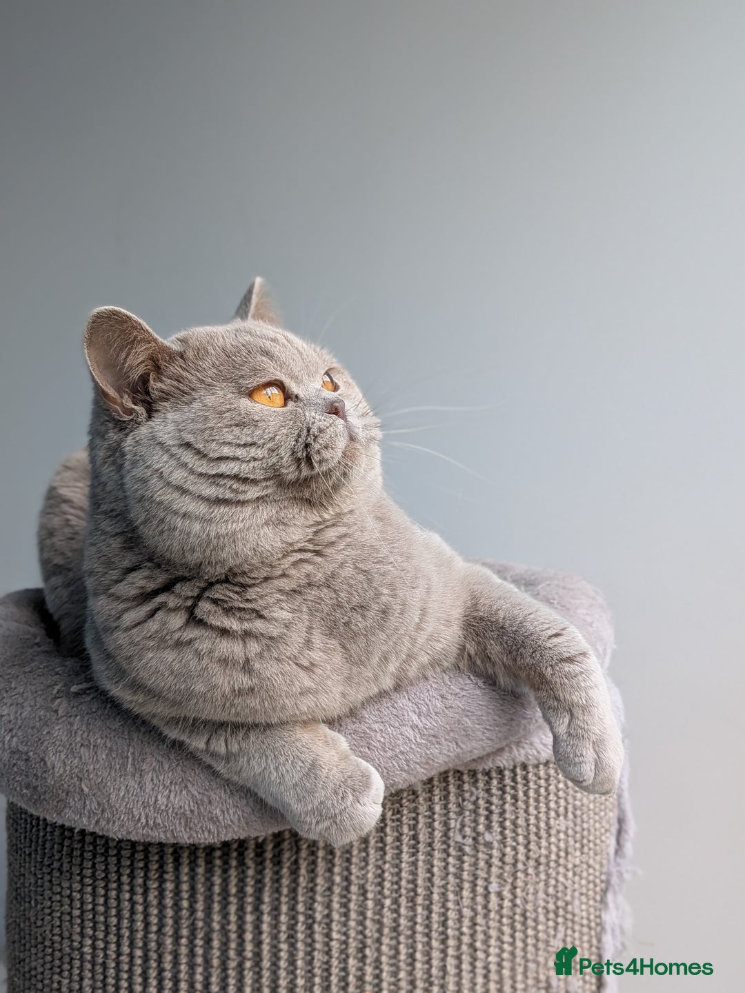 British Shorthair cats for stud: Lilac Champion Stud Derbyshire  in Derby - Advert 4