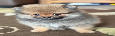 Pomeranian 2