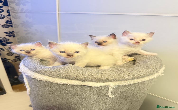 Ragdoll cats - Advert 10