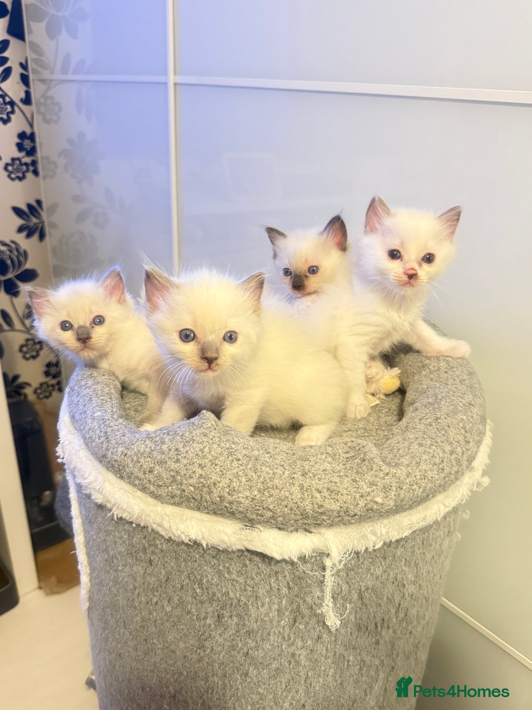 Ragdoll cats for sale: *** 3 Pure Ragdolls Kittens ready to leave *** - Image 6