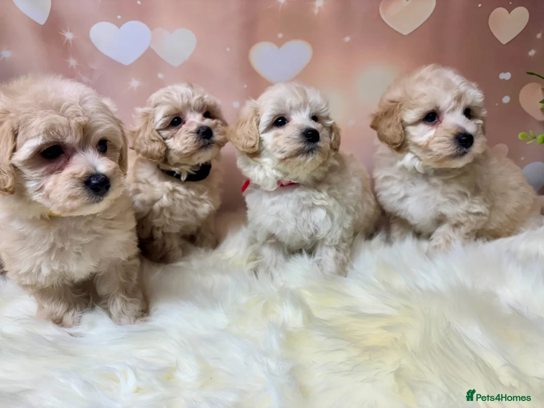 Maltipoo dogs for sale: Adorable Toy F1 DNA Tested Parents  - Advert 7