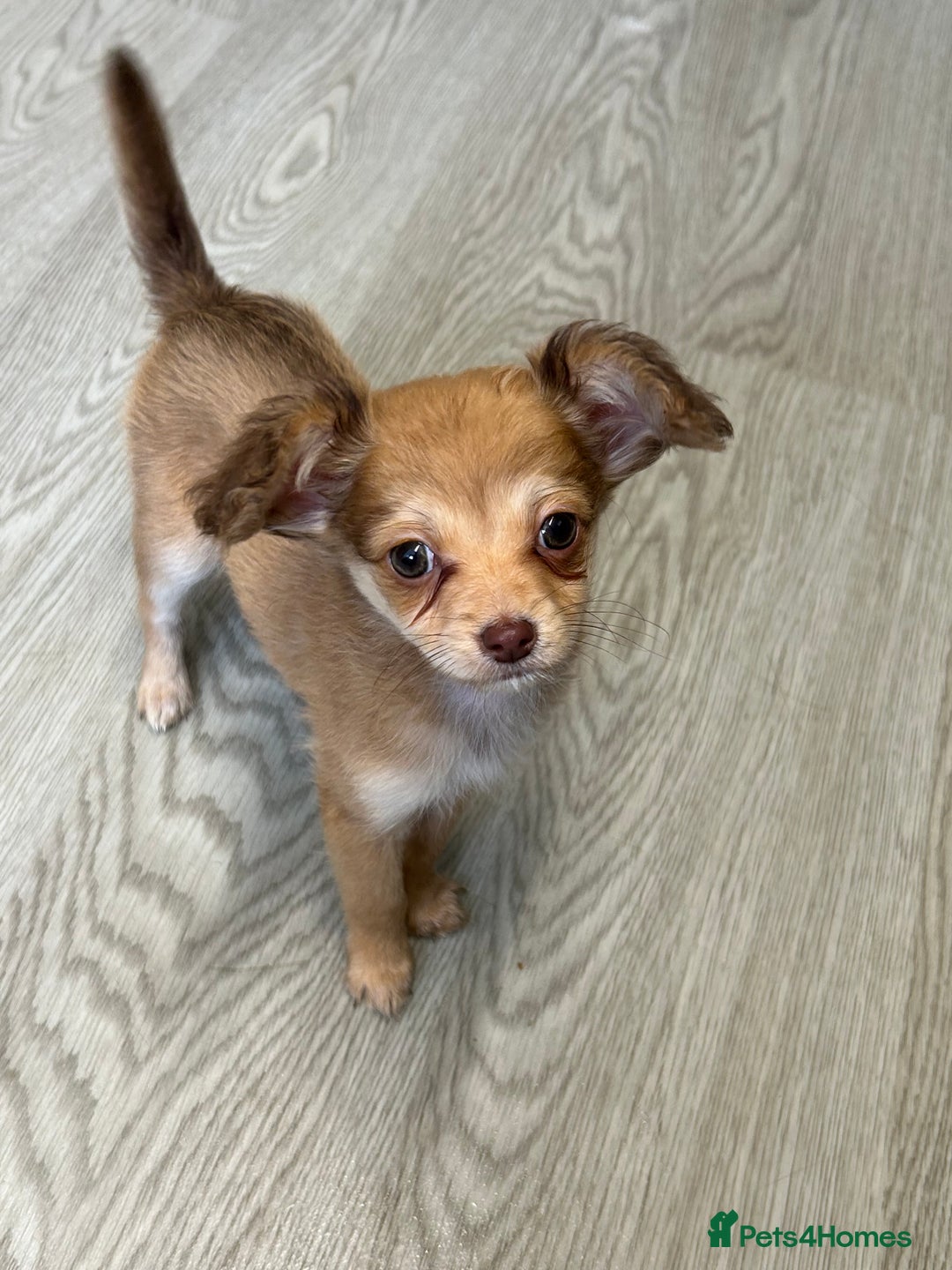 Chipoo dogs for sale: Chihuahua/poodle chipo girls - Image 2