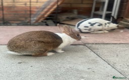 English rabbits for sale: Pair of Rabbits  - Image 1