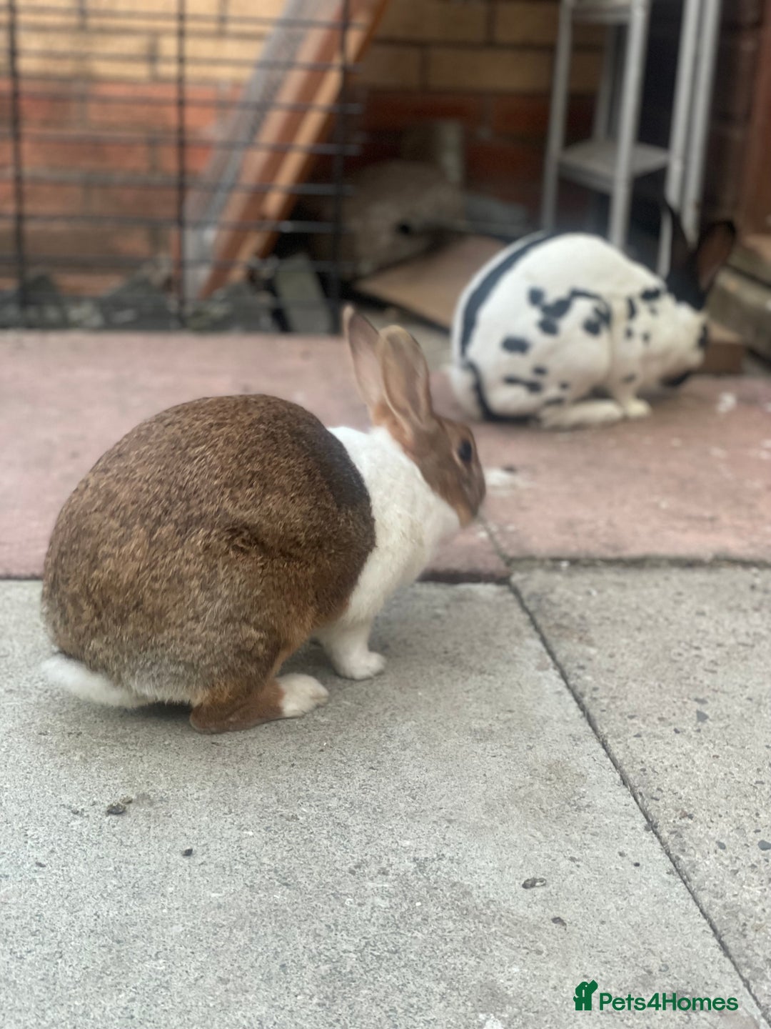 English rabbits for sale: Pair of Rabbits  - Image 1
