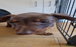 Dachshund dogs for sale: Bruce and Lois looking for their forever homes - Image 5