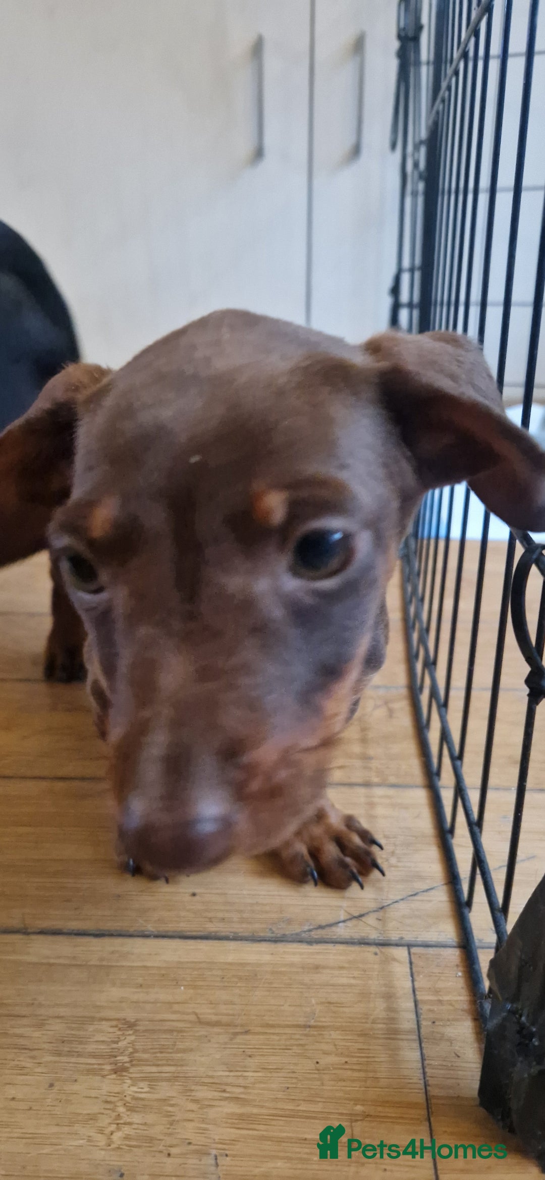 Dachshund dogs for sale: Bruce and Lois looking for their forever homes - Image 5