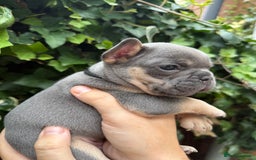 French Bulldog dogs for sale: French bulldog puppies for sale - Image 17