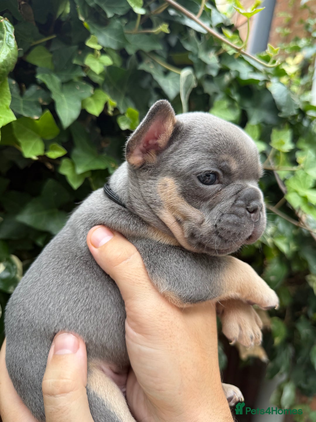 French Bulldog dogs for sale: French bulldog puppies for sale - Image 17