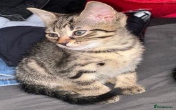 Bengal cats for sale: 5 females bengal cats  - Image 11