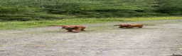 Cocker Spaniel dogs for sale: Red cocker spaniel puppies  in Pontypool - Advert 24