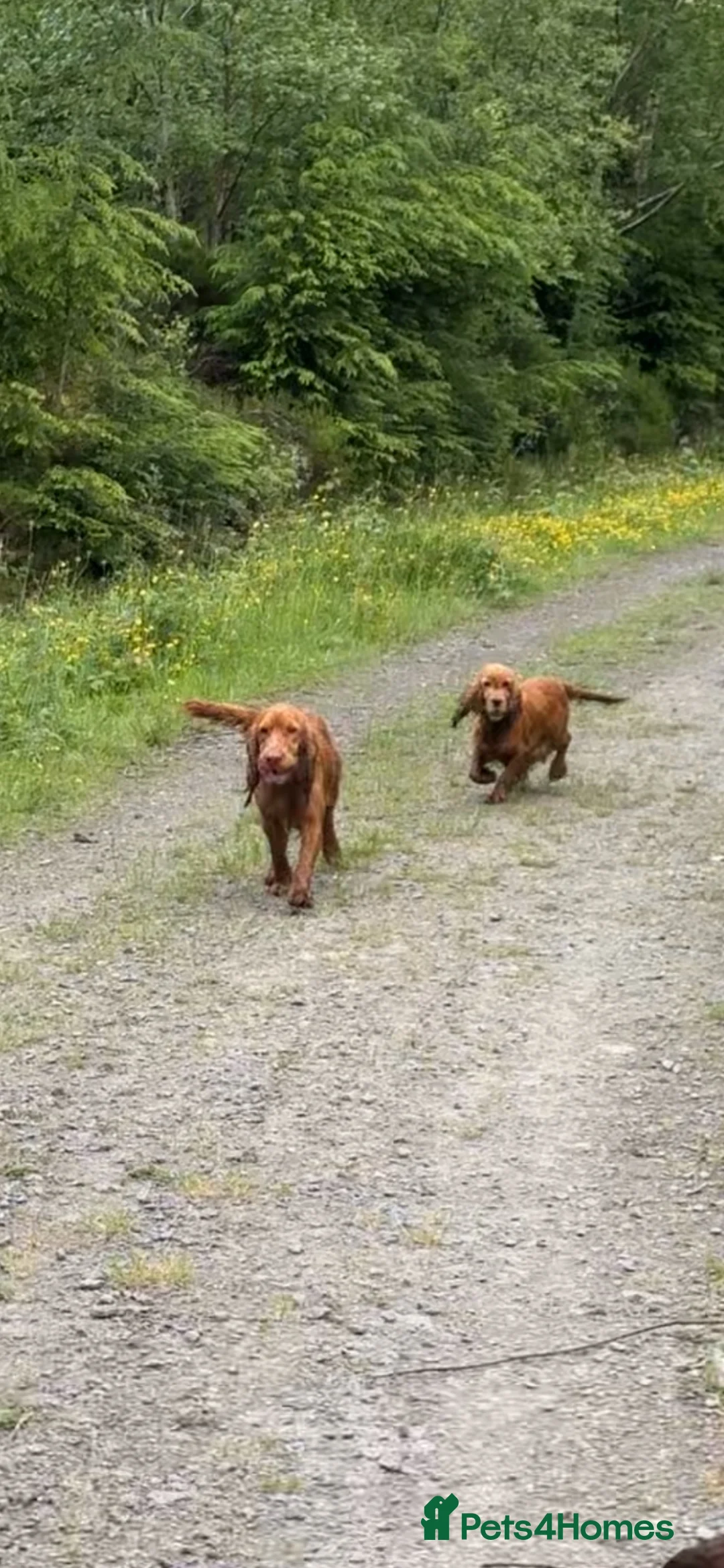 Cocker Spaniel dogs for sale: Red cocker spaniel puppies  in Pontypool - Advert 24