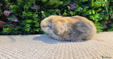 Mini Lop rabbits ⭐️ MINI LOPS ⭐️ ready to reserve  - Advert 13