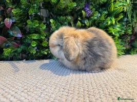 Mini Lop rabbits ⭐️ MINI LOPS ⭐️ ready to reserve - Advert 13