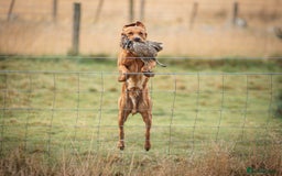Labrador Retriever dogs for stud: Dark fox red KC working Labrador Stud in Inverness - Image 14